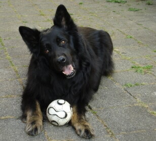 Schäferhund mit Ball Bild von Pixelquelle.de