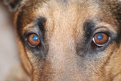 Schäferhund Augen Bild von Pixelquelle.de