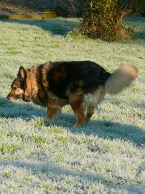 Schferhund beim Geschft Bild von Pixelquelle.de