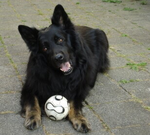 Schferhund mit Ball Bild von Pixelquelle.de