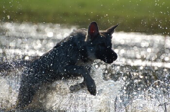 Schferhund im Wasser Bild von Pixelquelle.de