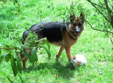 Schferhund in Ganzaufnahme Bild von Pixelquelle.de